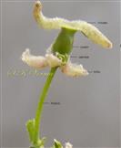  Bisexual flower